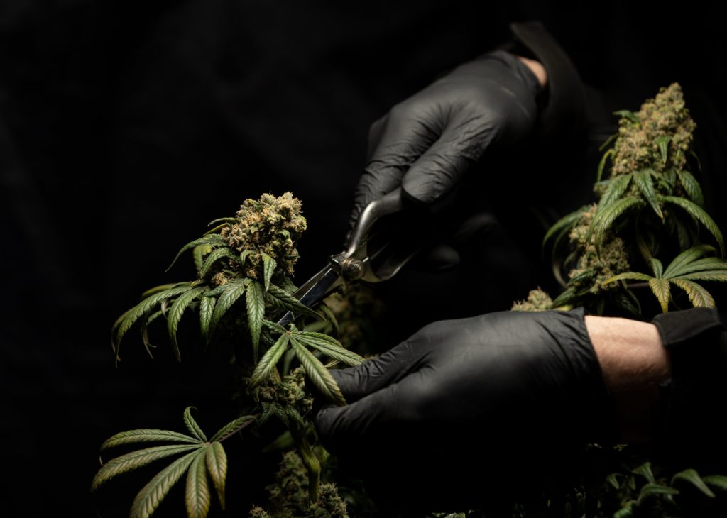 Hand Cutting Cannabis